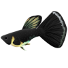 Black Moscow Guppy (Art by: #386310)